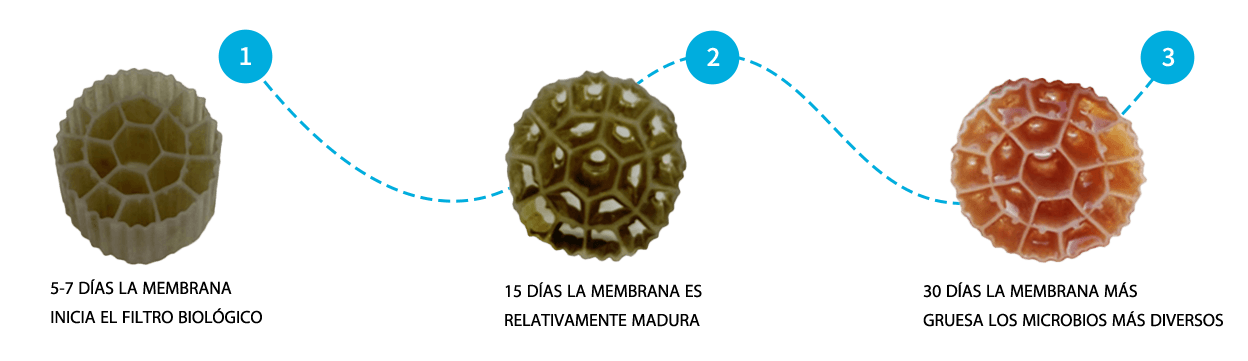 Analisis faktor yang mempengaruhi pembentukan filem biofiller MBBR